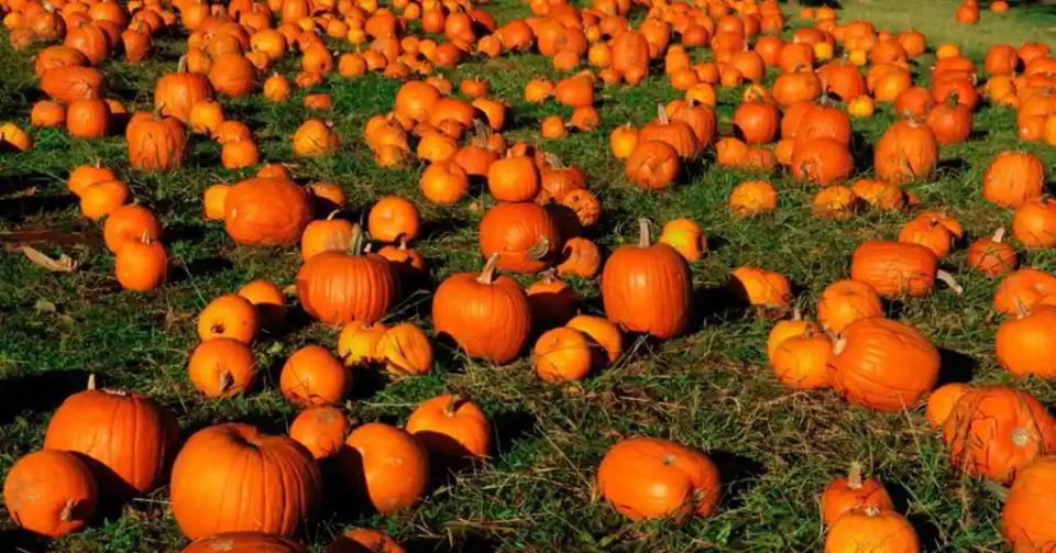 Families enjoying the PDOP Pumpkin Days fall festival in Pahrump